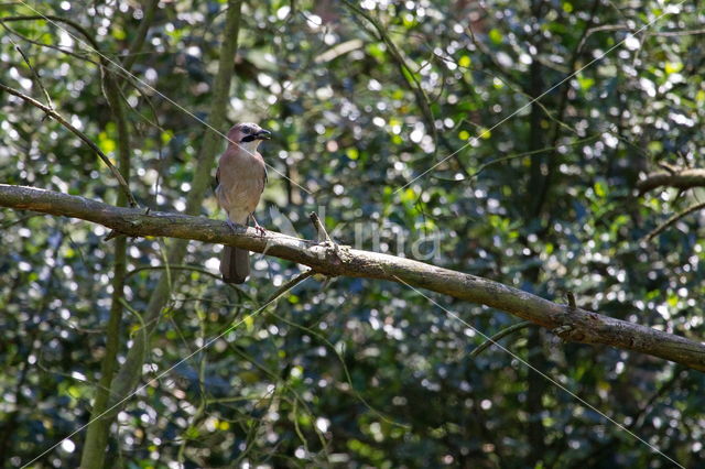 Eurasian Jay (Garrulus glandarius)