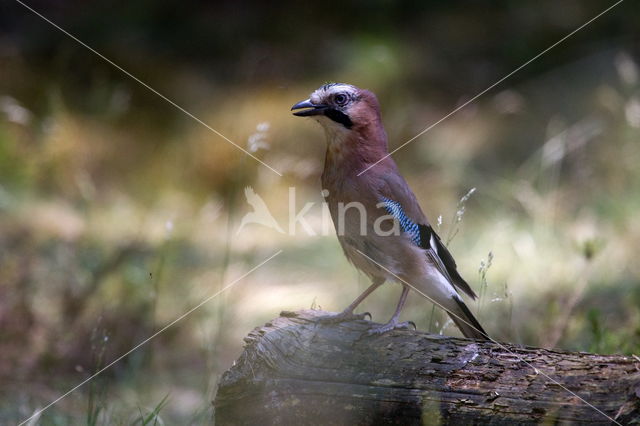 Eurasian Jay (Garrulus glandarius)