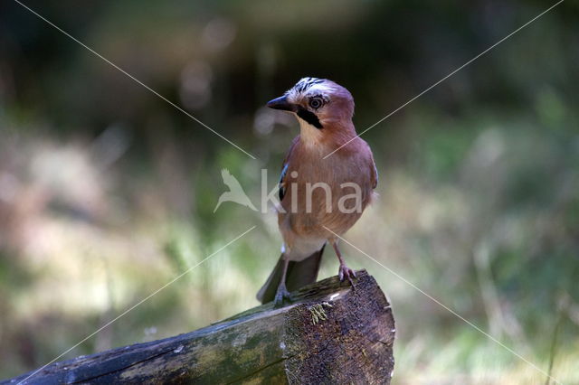 Eurasian Jay (Garrulus glandarius)