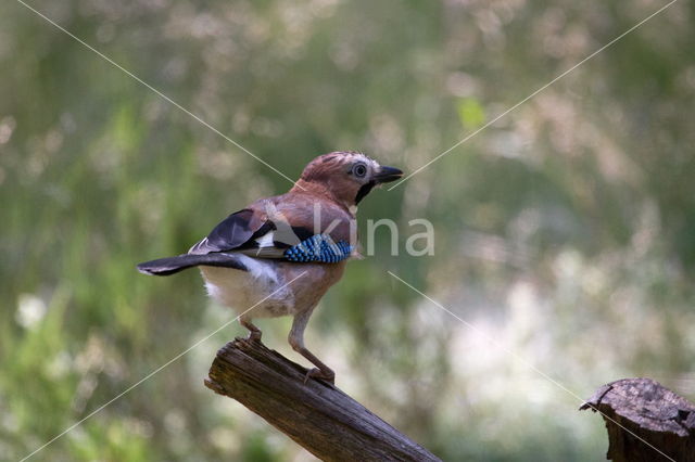 Eurasian Jay (Garrulus glandarius)