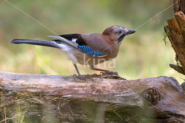 Vlaamse Gaai (Garrulus glandarius)