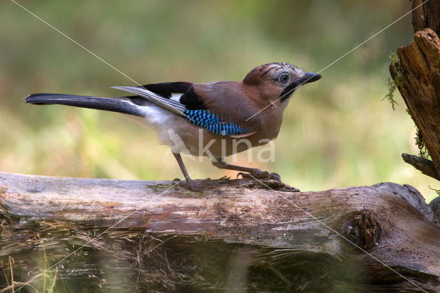 Vlaamse Gaai (Garrulus glandarius)