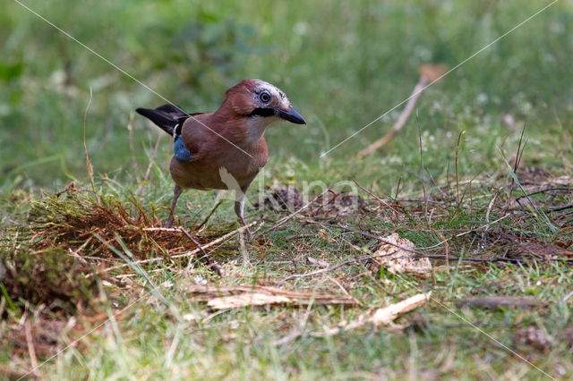 Vlaamse Gaai (Garrulus glandarius)