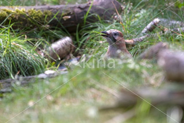 Vlaamse Gaai (Garrulus glandarius)