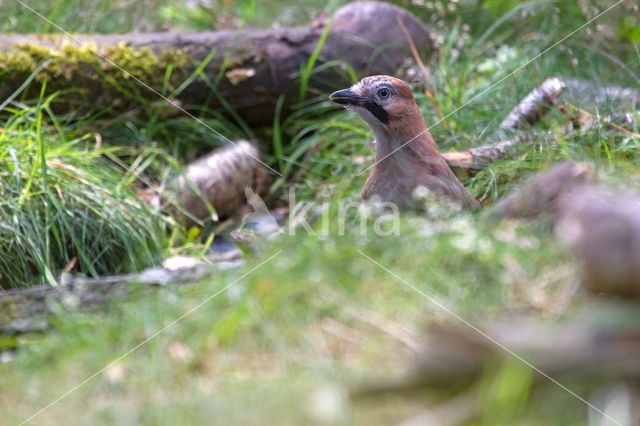 Eurasian Jay (Garrulus glandarius)