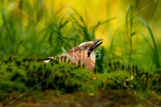 Eurasian Jay (Garrulus glandarius)