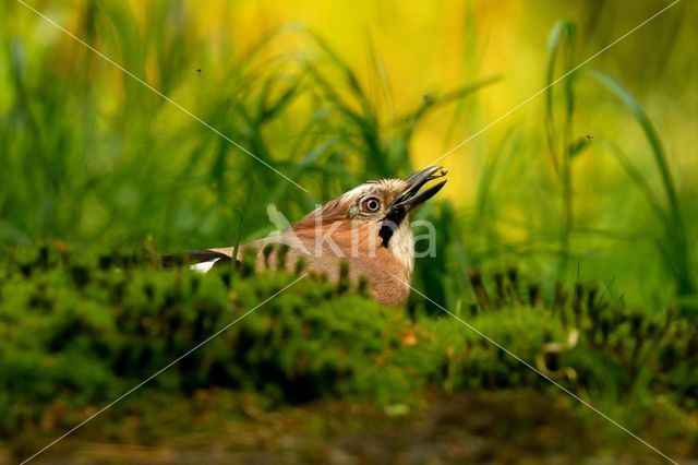 Vlaamse Gaai (Garrulus glandarius)