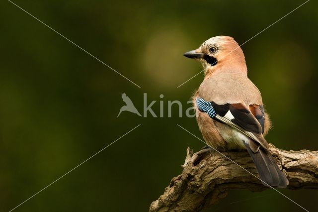 Eurasian Jay (Garrulus glandarius)