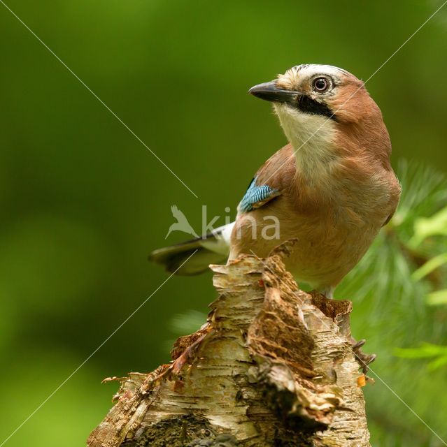 Vlaamse Gaai (Garrulus glandarius)