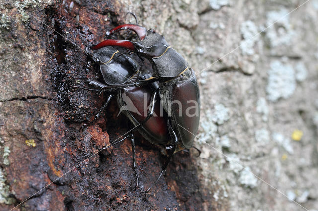 Stag Beetle (Lucanus cervus)