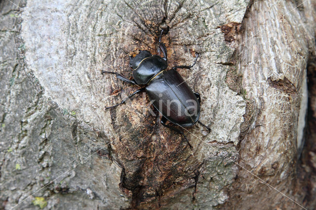 Stag Beetle (Lucanus cervus)