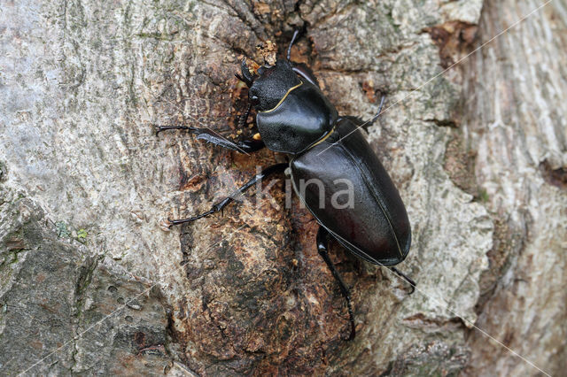 Stag Beetle (Lucanus cervus)