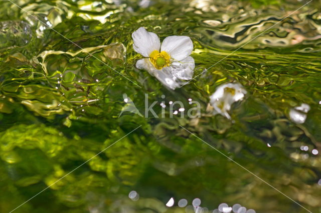 Vlottende waterranonkel (Ranunculus fluitans)