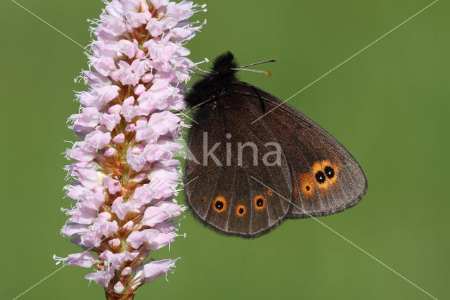 Voorjaarserebia (Erebia medusa)