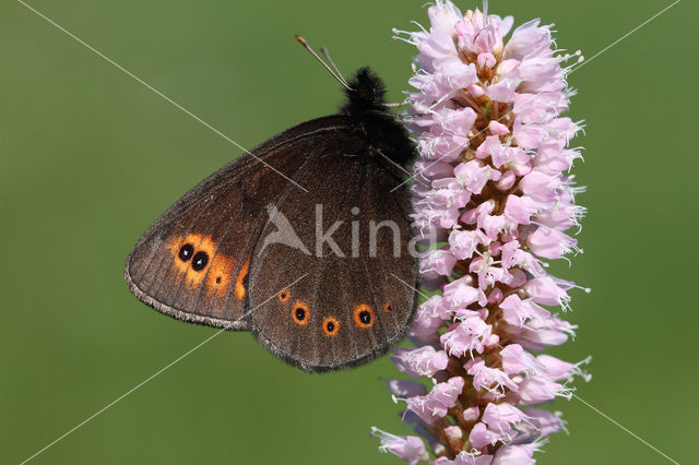 Voorjaarserebia (Erebia medusa)