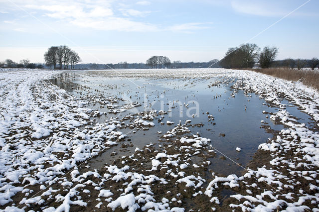 Voorsterklei