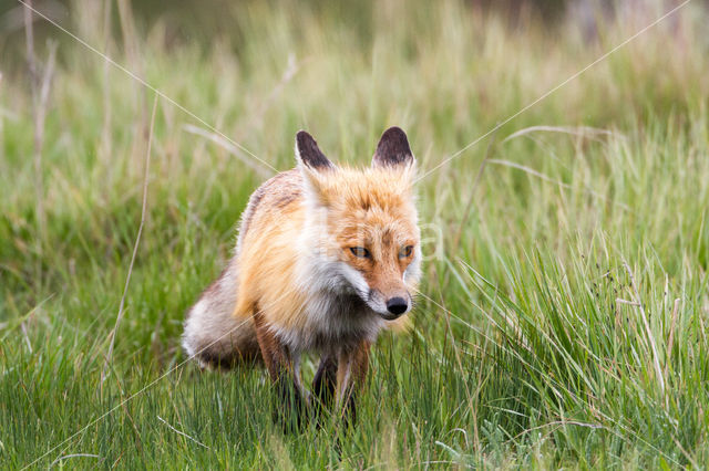 Fox (Vulpes vulpes)