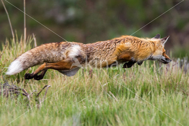 Vos (Vulpes vulpes)