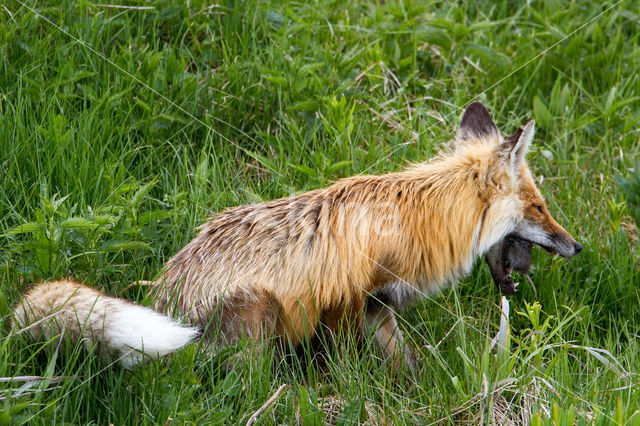 Fox (Vulpes vulpes)