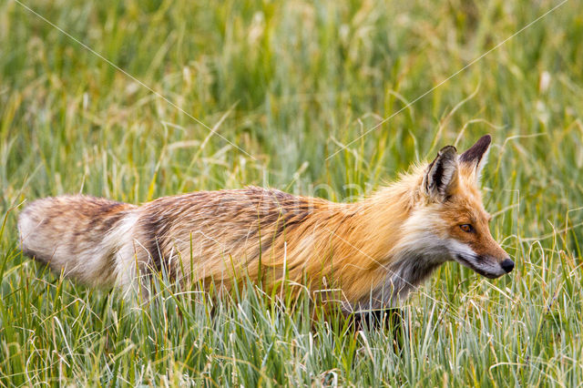 Fox (Vulpes vulpes)