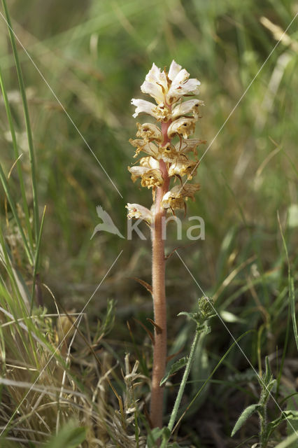 Walstrobremraap (Orobanche caryophyllacea)