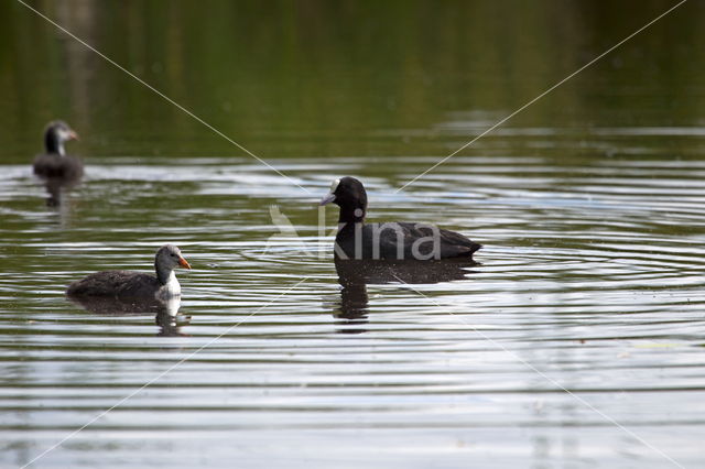 Waterhoen (Gallinula chloropus)