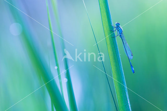 Waterjuffer (Coenagrion sp.)