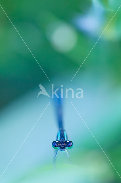 Waterjuffer (Coenagrion sp.)