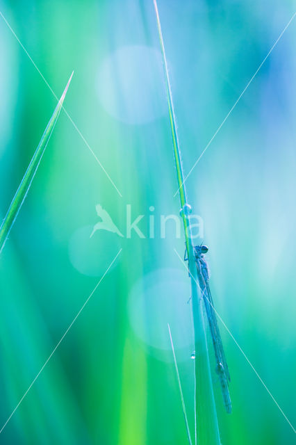 Waterjuffer (Coenagrion sp.)