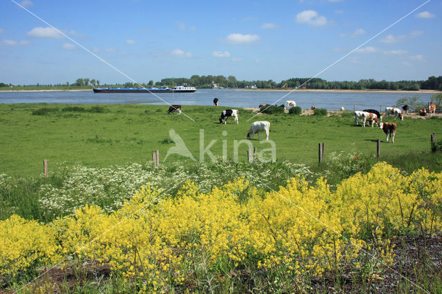 Woad (Isatis tinctoria)