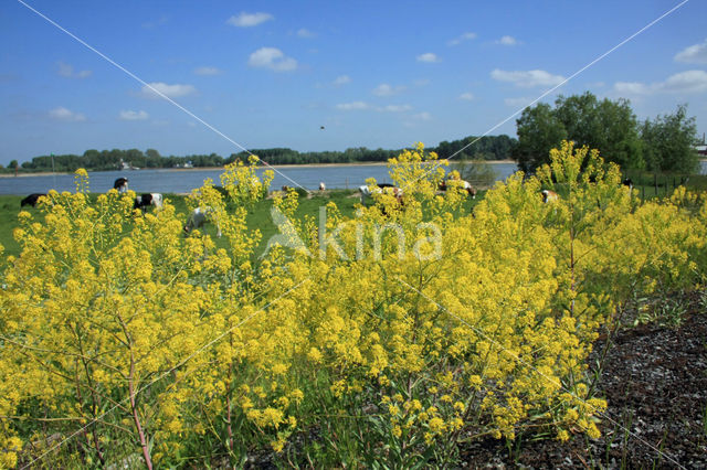 Woad (Isatis tinctoria)