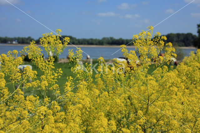 Woad (Isatis tinctoria)