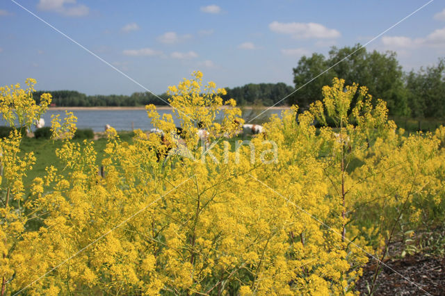 Wede (Isatis tinctoria)