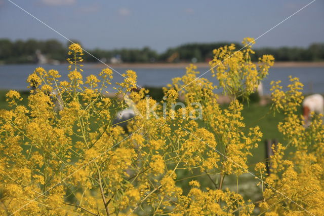 Wede (Isatis tinctoria)