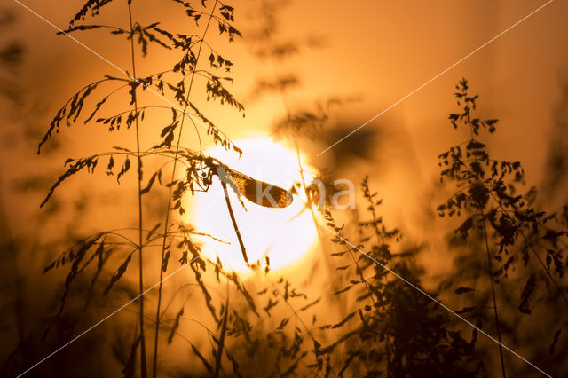 Banded Demoiselle (Calopteryx splendens)