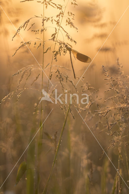 Banded Demoiselle (Calopteryx splendens)