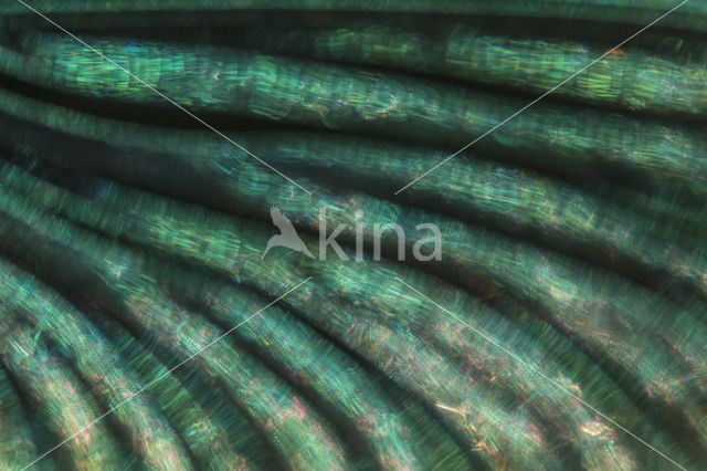 Banded Demoiselle (Calopteryx splendens)