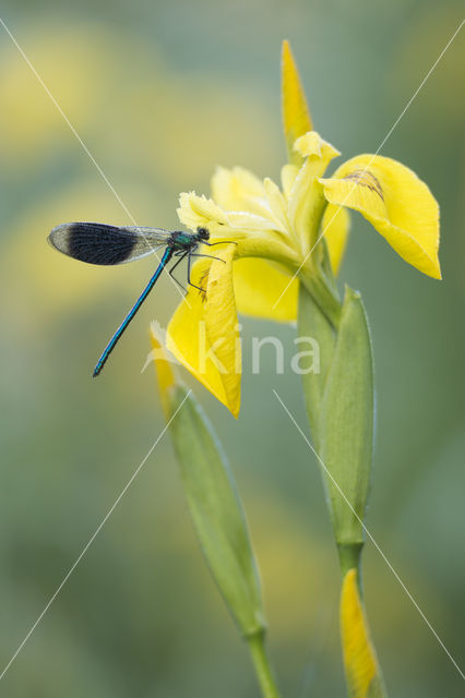 Weidebeekjuffer (Calopteryx splendens)