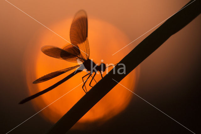 Weidebeekjuffer (Calopteryx splendens)