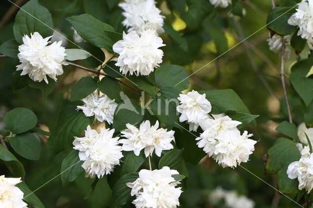 Welriekende jasmijn (Philadelphus coronarius)