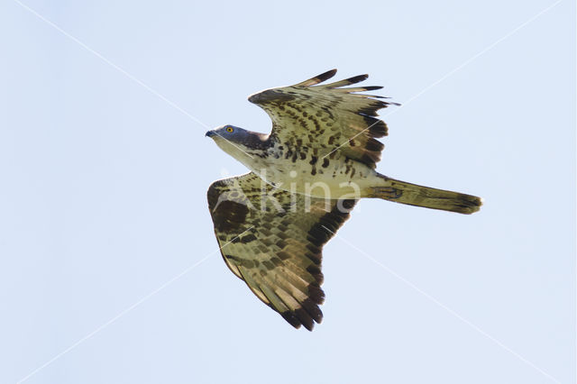 Honey Buzzard (Pernis apivorus)