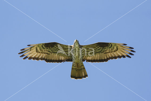 Honey Buzzard (Pernis apivorus)