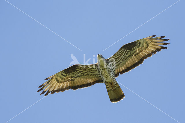 Wespendief (Pernis apivorus)