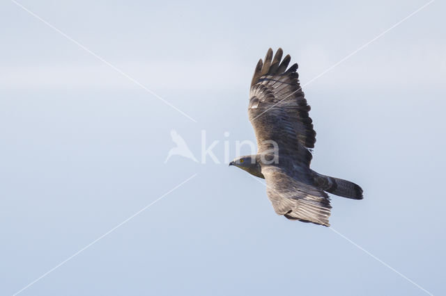 Honey Buzzard (Pernis apivorus)