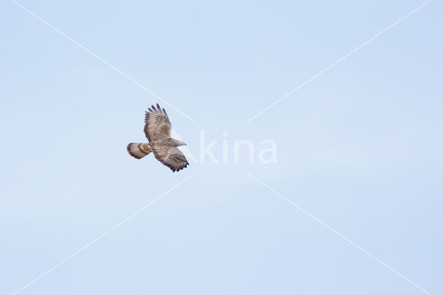 Honey Buzzard (Pernis apivorus)