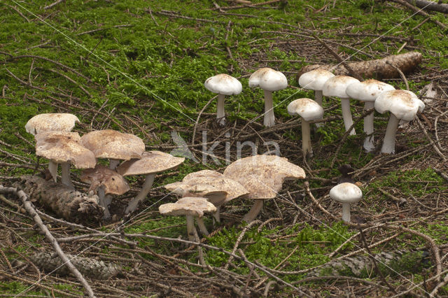 Wijnkleurige champignon (Agaricus semotus)