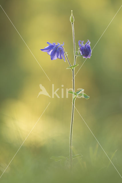 Columbine (Aquilegia vulgaris)