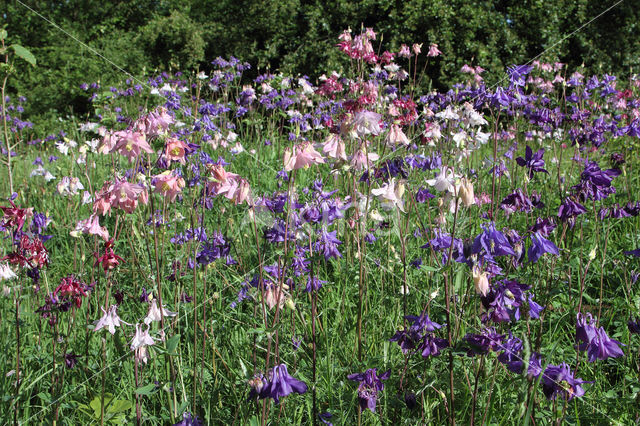 Wilde akelei (Aquilegia vulgaris)