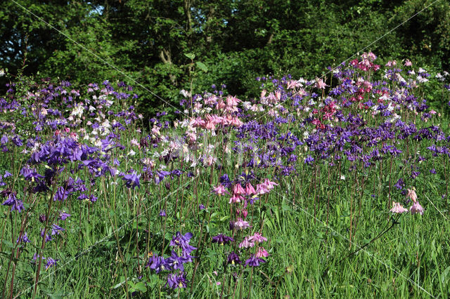 Wilde akelei (Aquilegia vulgaris)