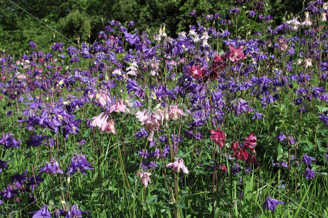 Columbine (Aquilegia vulgaris)